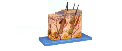皮肤组织结构放大模型-A41002